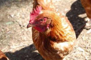 Guidelines for keeping chooks