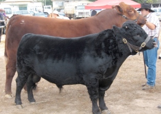 Bull sharing involves two cattle farmers buying two bulls together.