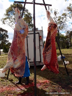 Raising a steer for beef