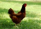 Rhode island red