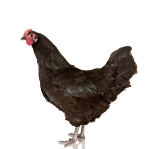 Black australorp