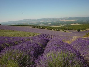 A large commercial lavender farm in France.
