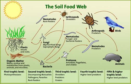 the soil food web