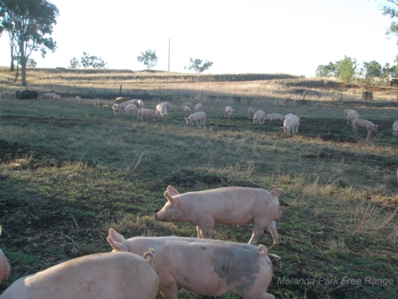 Free range pigs grazing on a farm in Northern NSW.