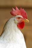 white leghorn