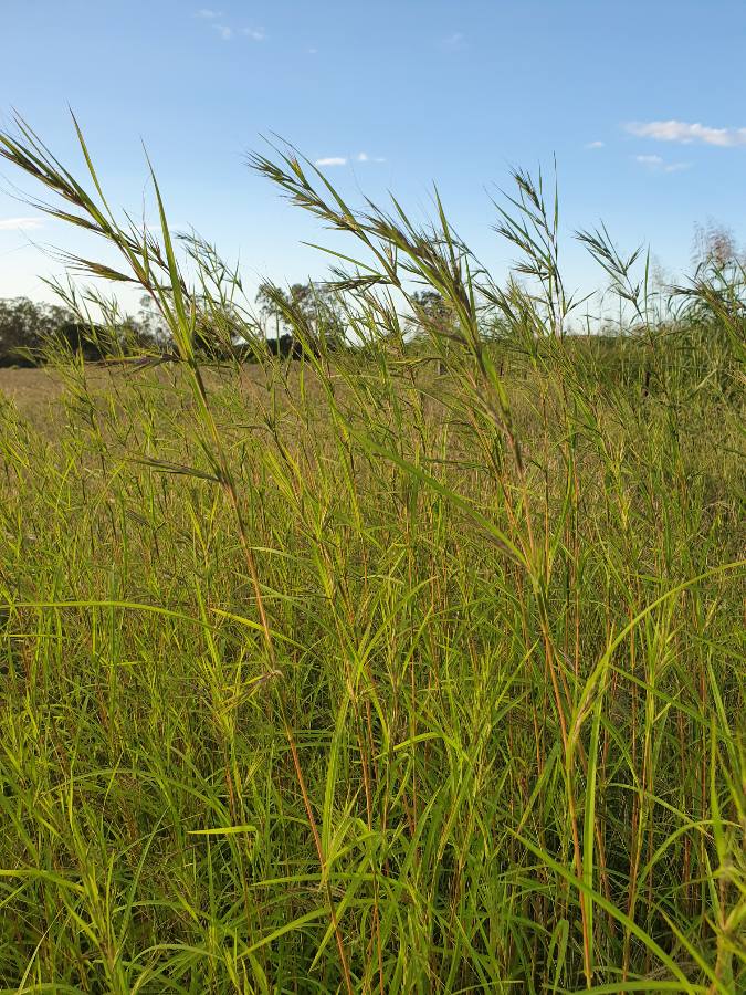 Pasture Grass Pasture grass identification farmstyle kb - Oxilo