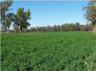 Rich river loam soil produces high quality lucerne