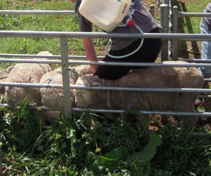 A producer drenching to control Barbers Pole worm.