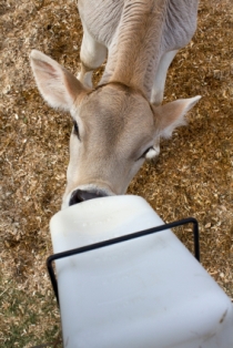 Teaching a Brown Swiss calf to drink.
