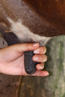 How to milk a cow