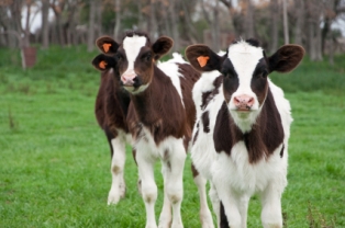 Jersey calves being raised on a small farm.