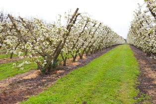 Small landholders workshop - establishing and managing a orchard