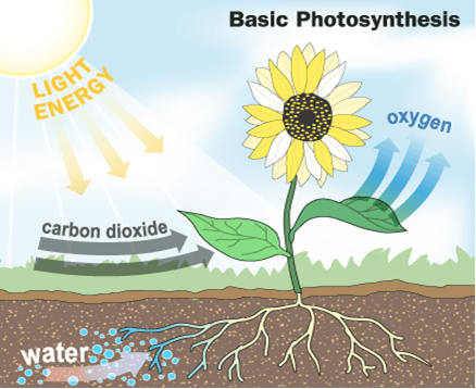 Process Required for Plant | Farmstyle Australia