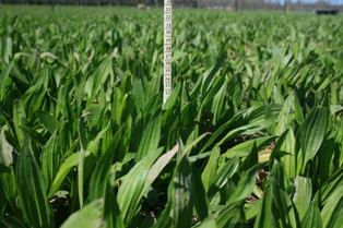 Tonic plantain - grazing herb for livestock farmers