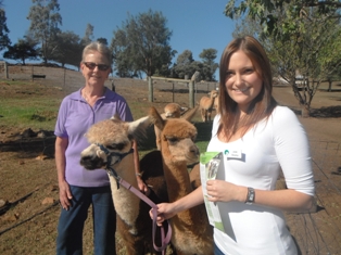 Alpacas - a serious business for small farmers.