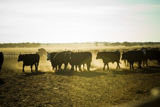 Cattle in yards