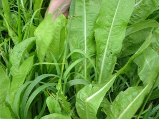 Chicory - grazing herb for livestock farmers.