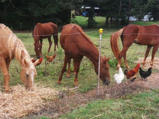 Spooky horses? You don't have enough chickens around.