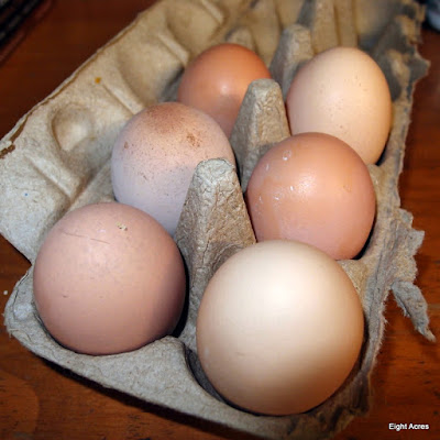 Eggs