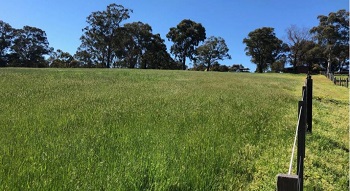 Pasture improvement