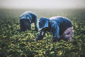 Farm - health and safety policies